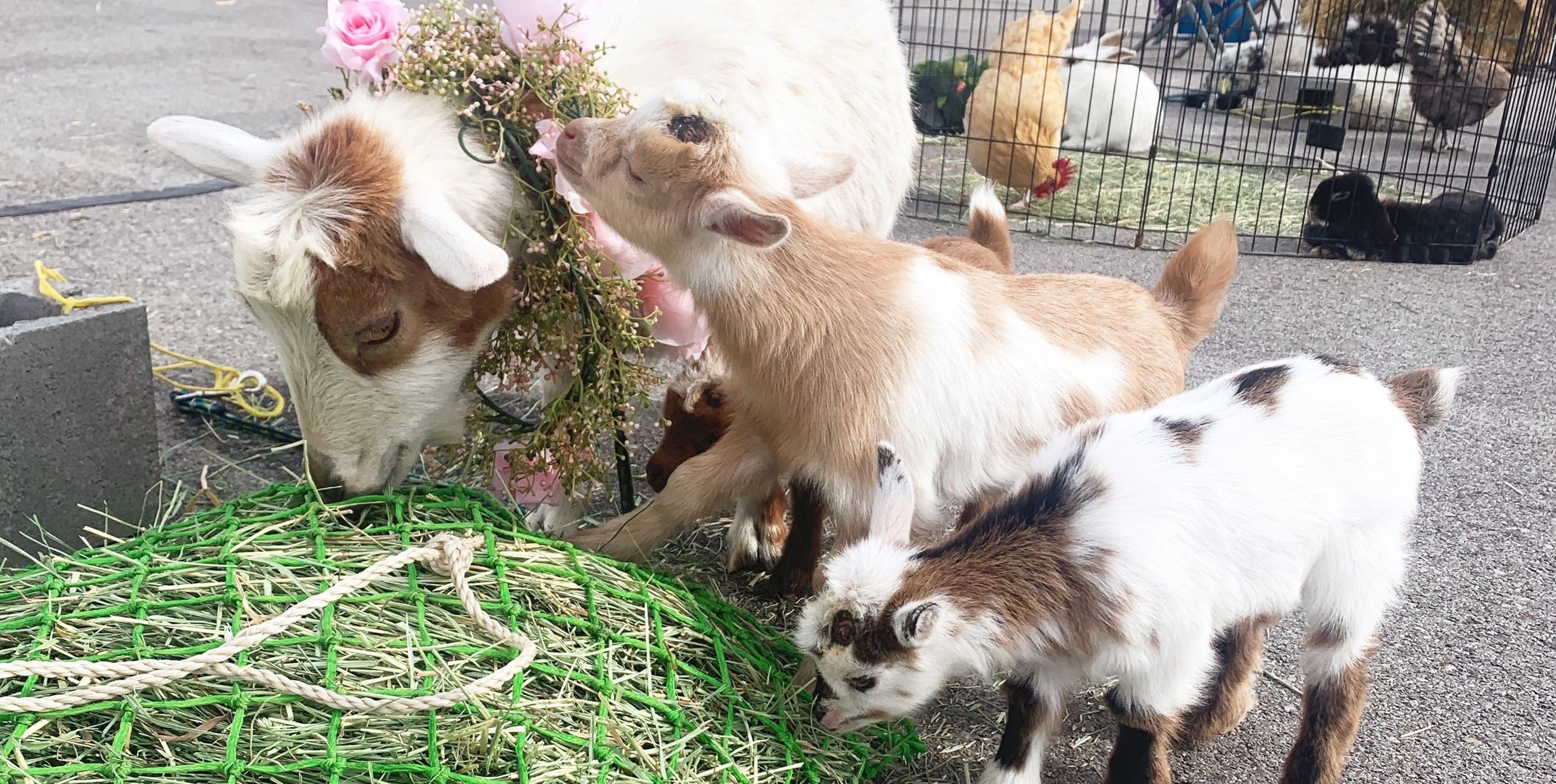 Baby goats eating hay at Spring Spectacular